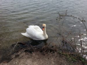 Kurze englische Sprüche - Ente auf dem See